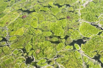 Algues vertes dans un bassin