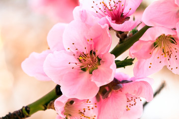 Naklejka na ściany i meble pink spring flowers