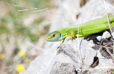 a portrait of a green lizard