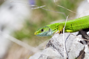 a portrait of a green lizard