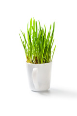 fresh green grass in coffee cup