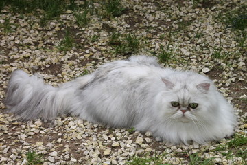 PERSAN .CHINCHILLA