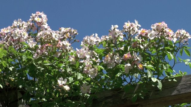 Rosier grimpant 'Pearl' sur un ciel bleu
