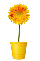 Obraz premium flower nature garden botany daisy bloom pot