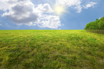 Landscape with butterfly