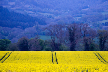 Blue and Yellow Landscape