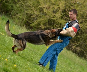 entrainement de chien policier