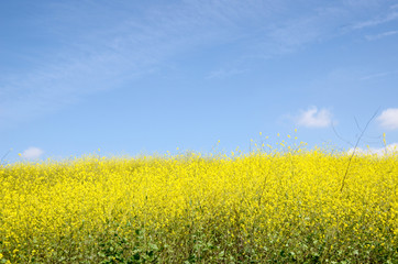 Mustard Flowers