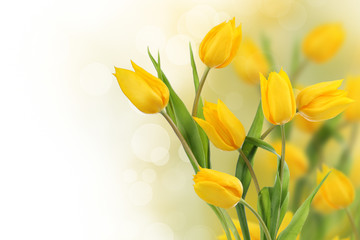 Yello dutch tulip flowers with copy space - obrazy, fototapety, plakaty
