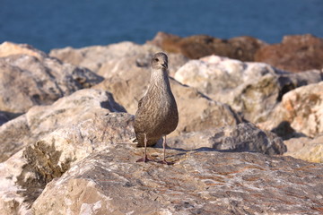 Young Gull, seagull