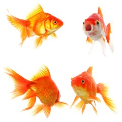 Fototapeta premium goldfish