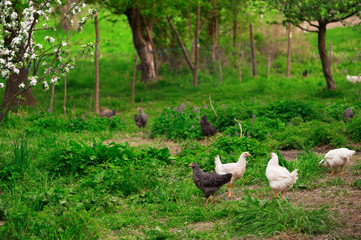 Chickens in green grass. Shallow DOF, focus on front chickens. - 31806612