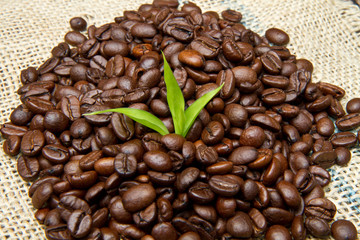 coffee beans