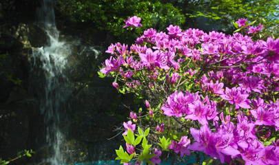 Beautiful pink flowers at Korea
