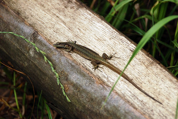 Small lizard on the log in natural environment