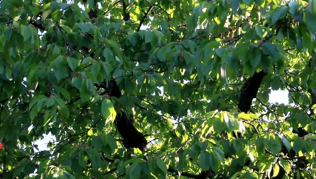 Vogelgezwitscher im Wald