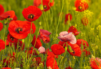 red Poppy
