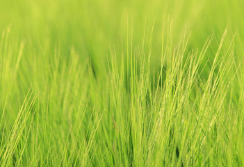 Wheat Macro -Green