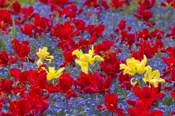 Red tulips forming the background for a few yellow tulips