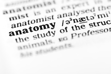 Fototapeta premium anatomy (the dictionary project)
