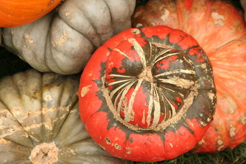 Multicolored pumpkins and gourds