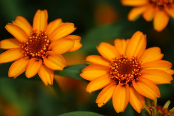 Orange Zinnias