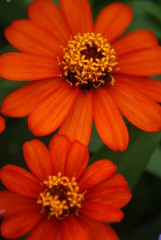 Orange Zinnias