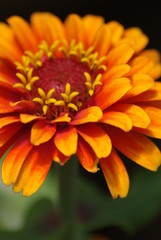 Bicolor Zinnia