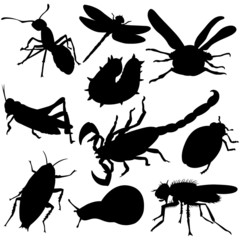 Vector illustration of Insects silhouettes on white background.