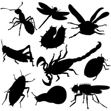 Vector illustration of Insects silhouettes on white background.