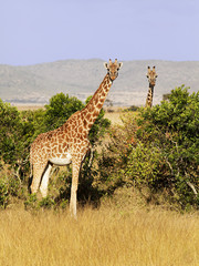 Giraffes on the Masai Mara in Kenya