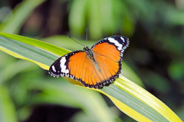 papillon