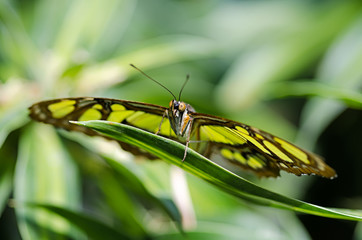 le papillon vert