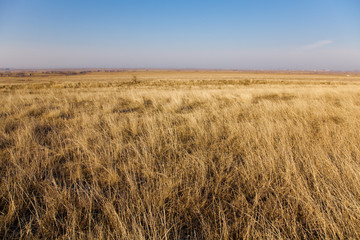 Dry grass field