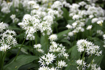 Blühender Bärlauch