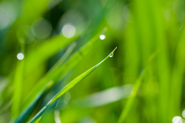 Waterdrops on a grass - spring background