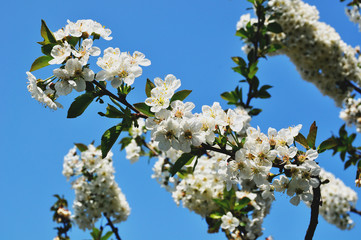 Kirschblüte