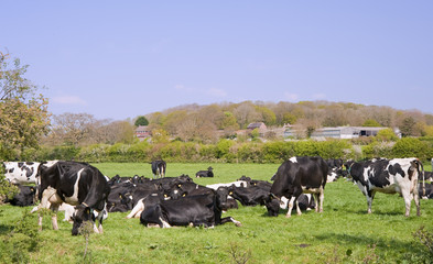 Black and white cows grazing in field on sunny day