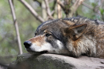 european gray wolf