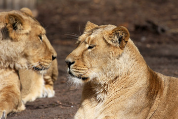 African lioness