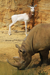 rhinoc&eacute;ros et antilope