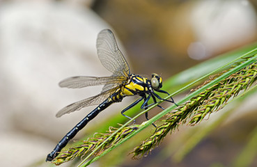 Dragonfly on grass 16