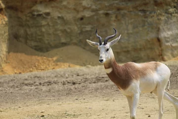 Fotobehang antilope © Thibaut