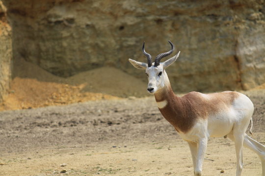 antilope