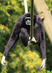 gibbon