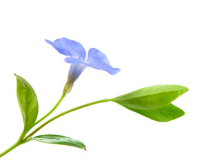 periwinkle flower