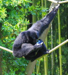 singe d&eacute;couvrant la chaussure