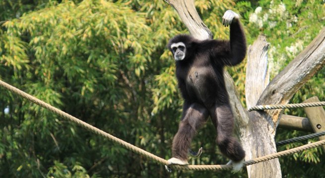 gibbon funambule