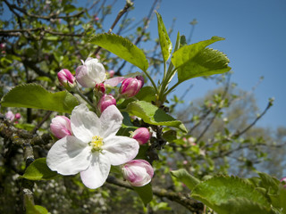 apple blossom