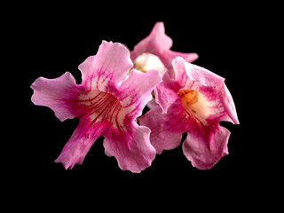 Mauritius flower over black